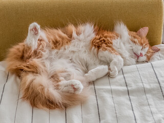 A beautiful red-haired cat sleeps impressively on the bed