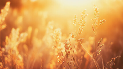 Abstract warm landscape of dry wildflower and grass meadow on warm golden hour sunset or sunrise time. Tranquil autumn fall nature field background. Soft golden hour sunlight panoramic countryside 