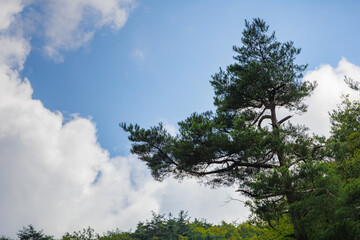 Obraz premium Pine tree with crooked branches growing on the mountain ridge and white clouds like cotton candy floating in the sky.