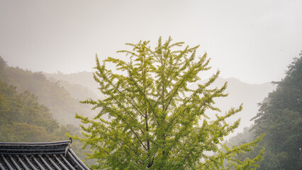 A view of a large ginkgo tree and a temple roof in heavy rain