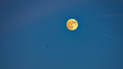 This is a scene of a yellow full moon rising and a seagull flying in the sky on Thanksgiving Day in South Korea.