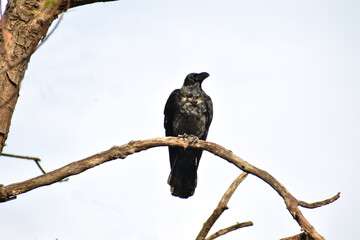 blackbird on a branch
