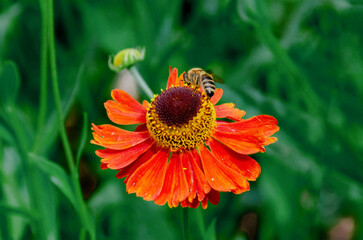 A bee sitting Helenium Moerheim Beauty sneezeweed in flower during the summer months. Wetern Honey Bee Apis mellifera on helenium flower. High quality photo