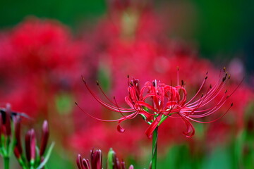 赤色の彼岸花