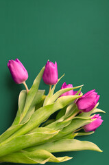 Tongue fresh tulips usually considered as innocence flowers and are an extremely pleasant surprise when we give them just without a chance. On wooden background. Tulips on old boards, spring concept. 