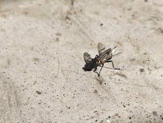 flesh flies (Sarcophaga) that land on the plaster cement floor in the morning sun. Meat flies are a type of fly that feeds on meat and are named after their behavior in laying eggs in rotting meat.