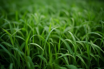 Obraz premium Green Grass Blades Close Up