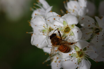 plum blossom