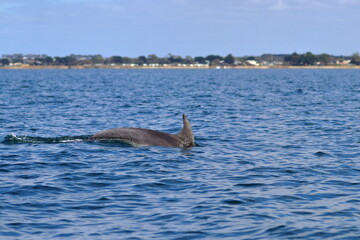 bottlenose dolphin