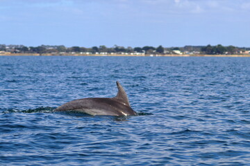 Fototapeta premium bottlenose dolphin