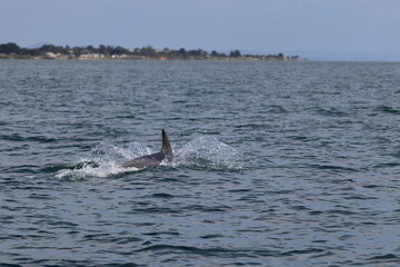 Fototapeta premium bottlenose dolphin