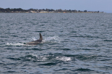 Fototapeta premium bottlenose dolphin