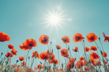 Obraz premium Bright red poppies bloom under a clear blue sky. Sunlight creates a warm and inviting atmosphere. This is a stunning landscape image of nature. Generative AI