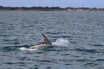 Fototapeta premium bottlenose dolphin
