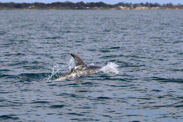 Fototapeta premium bottlenose dolphin