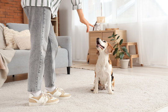 Young woman training her cute Beagle dog at home