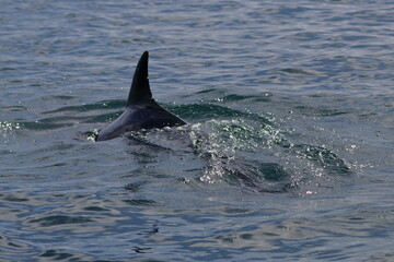 Fototapeta premium bottlenose dolphin