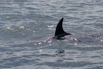 bottlenose dolphin