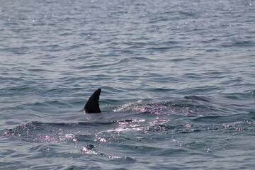 bottlenose dolphin