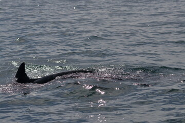 bottlenose dolphin