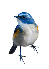 ルリビタキ、綺麗な瑠璃色（濃い青）になった、オスの成鳥の切り抜き写真です。幸せの青い鳥が何処にでもとまってくれます。また、足部も見えているので鳥の参照絵図としても最適です。ルリビタキはオスのみが生後2年目から青みを帯びはじめ４年目に綺麗な瑠璃色となります。雀程の小さな姿も仕草も可愛らしく見る人を幸福な気持ちにさせます。平均寿命も約４年。貴重な姿です。英名Tariger cyanurus。
