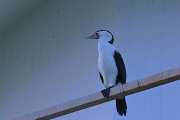 black-faced cormorant