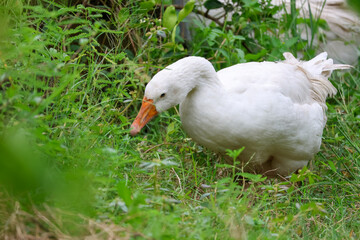 Close up White goose is eatting grass in green nature garden at thailand