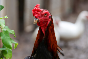 The fighting cock in garden nature farm