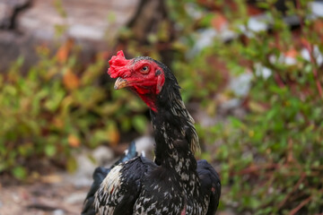 The fighting cock in garden nature farm