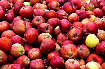 Fresh, juicy, bright red apples