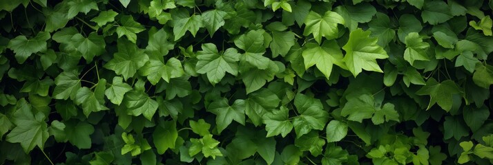 Obraz premium A close-up view of dense green foliage leaves, showcasing the lush, natural beauty of plant life in high detail.