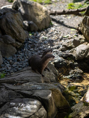 otter on the rocks
