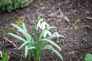 Nature photography white snowdrop flowers. Flowers with white buds on a landscape meadow. High quality photo