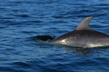 Obraz premium bottlenose dolphin