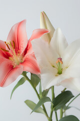 Obraz premium pink lily flower
