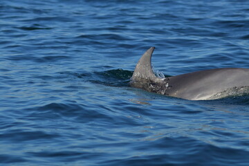 Fototapeta premium bottlenose dolphin