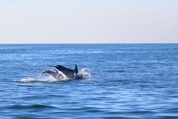 Obraz premium bottlenose dolphin