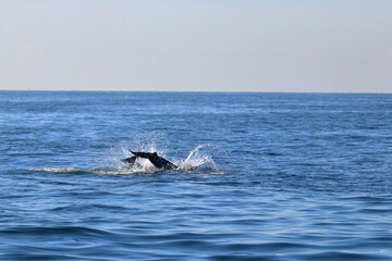 Obraz premium bottlenose dolphin