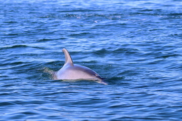 Naklejka premium dolphin