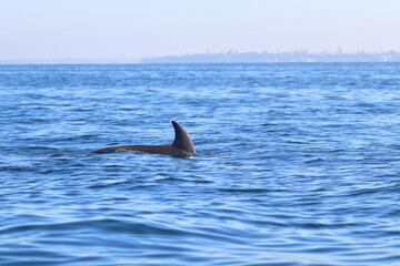 Obraz premium dolphin