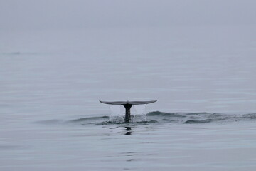 bottlenose dolphin