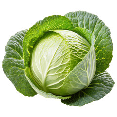 Fototapeta premium Chinese cabbage isolated on transparent background
