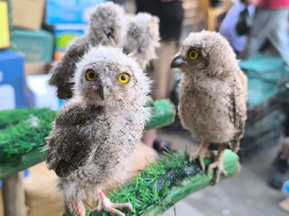 Beautiful baby owls with big eyes