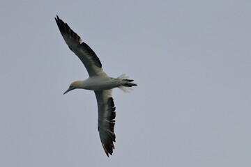 gannet