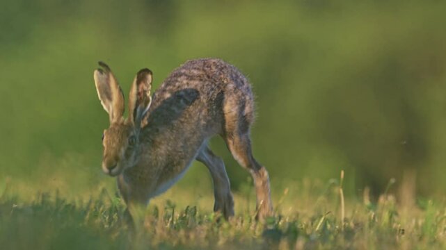 Close up footage of a wild brown hare running on the green grass in a vast meadow on a sunny day