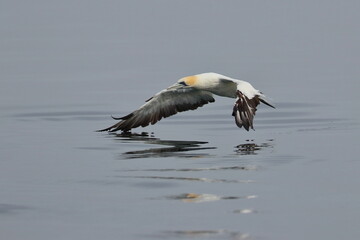 gannet