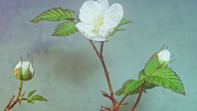 Time-lapse photography of the flowering of the sedge