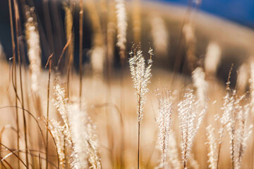 Fototapeta premium A field of delicate grasses bathed in warm sunlight ; Feathery plumes sway gently in the golden light ; A peaceful scene of golden grasses under a clear sky