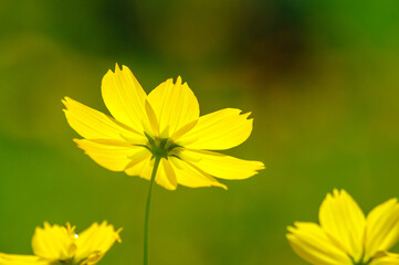 キバナコスモスの花
