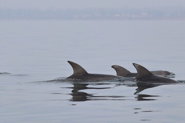 Fototapeta premium bottlenose dolphin